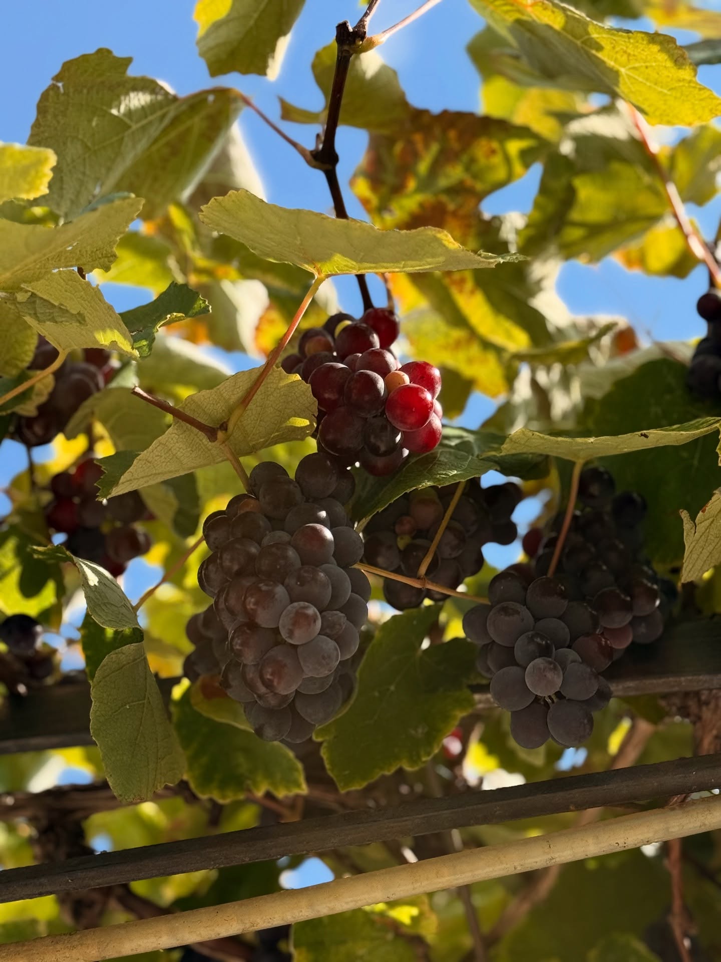 Les vignes, en septembre — La Cave du Fromager, Vieux-Nice