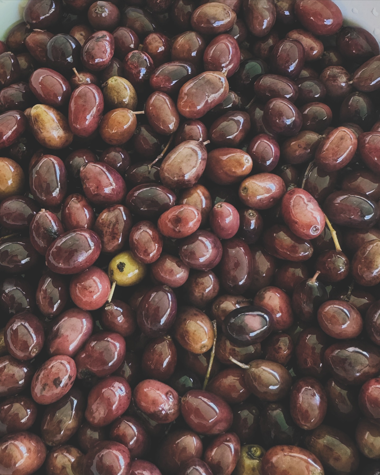 Les olives, à la récolte — La Cave du Fromager, Vieux-Nice